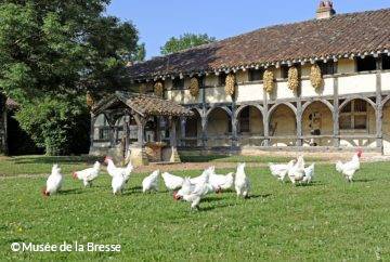 Volaille de Bresse au Domaine des Planons à Saint-Cyr-sur-Menthon