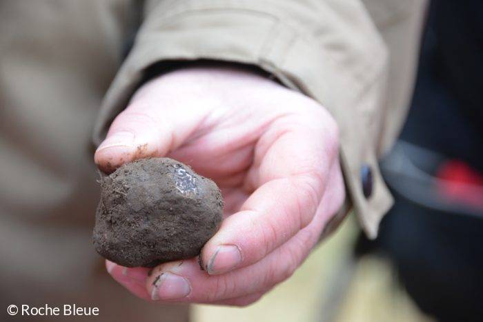 petite truffemure roche bleue truffe du bugey