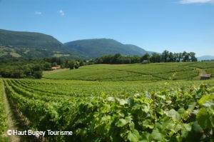 vignoble de Seyssel