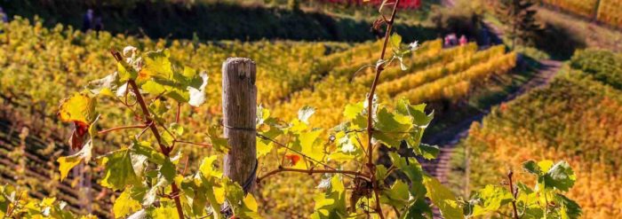 vignoble du Bugey à l'automne