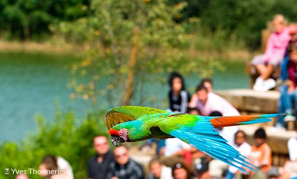 Parc des Oiseaux, spectacle d'envol